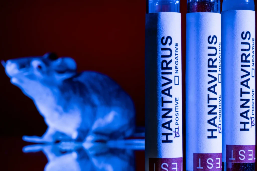 Hantavirus