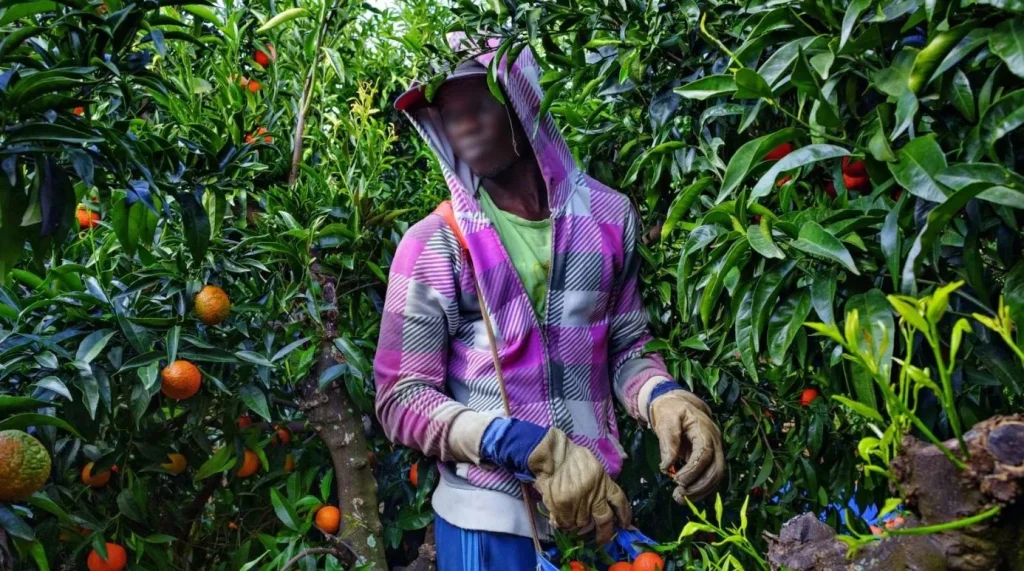 Recrutement BAOS 2026 d’ouvriers agricoles en Espagne
